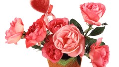 Flowers roses white background Hearts pink roses