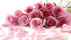 Flowers roses white background pink flowers