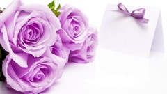 Flowers roses white background purple flowers