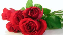 Flowers roses white background red rose red flowers