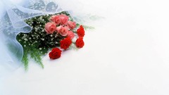Flowers roses white background red rose red flowers