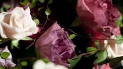 Flowers roses white flowers