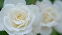 Flowers roses white flowers