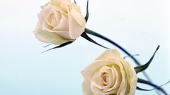 Flowers roses white roses