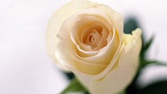 Flowers roses white roses