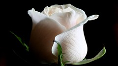 Flowers roses white roses