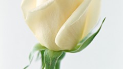 Flowers roses white roses