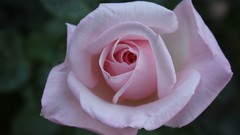 Flowers roses white roses