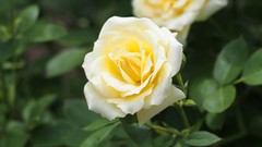 Flowers roses white roses