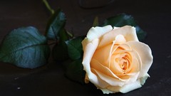 Flowers roses white roses