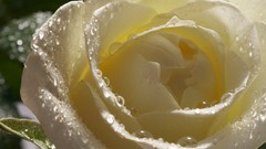 Flowers roses white roses white flowers