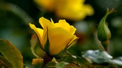 Flowers roses yellow flowers