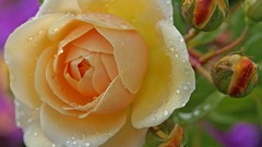 Flowers roses yellow flowers Yellow Rose