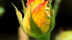 Flowers roses yellow flowers Yellow Rose