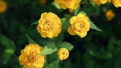 Flowers roses yellow flowers Yellow Rose