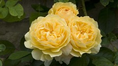 Flowers roses Yellow Rose
