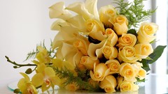 Flowers roses Yellow Rose