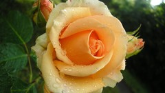 Flowers roses Yellow Rose