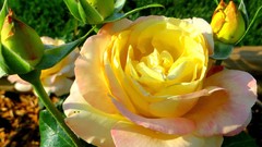 Flowers roses Yellow Rose