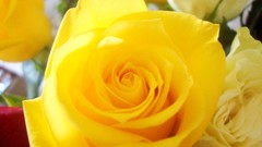 Flowers roses Yellow Rose