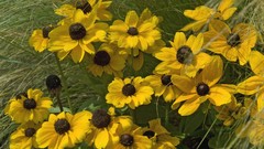 Flowers rudbeckia yellow flowers
