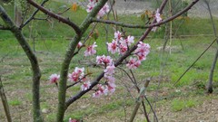 Flowers sakura cherry blossoms flowered trees
