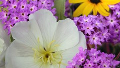 Flowers sand evening