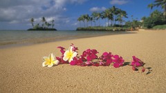 Flowers sand Hawaii palm trees pink flowers Beaches plumeria 