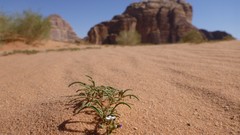 Flowers sand nature sun Plants skies jordan deserts wadi rum