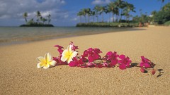 Flowers sand paradise Hawaii plumeria oahu