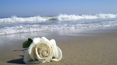Flowers sand roses white roses white flowers Beaches shore