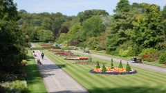 Flowers Scotland mini Parks