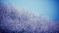 Flowers Sea flowered trees