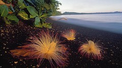 Flowers Sea nature Indonesia Beaches black sand