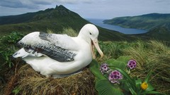 Flowers Sea nature Mountains Birds New Zealand campbell