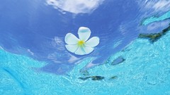 Flowers Sea nature plumeria