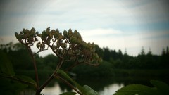 Flowers Sea nature yellow blue Green violets skies