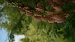 Flowers Sea nature yellow blue Green violets skies