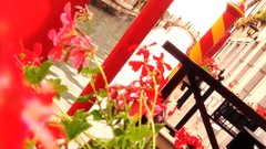Flowers Sea red Plants Italy venice