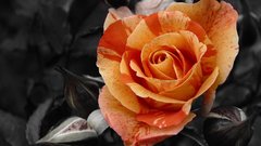 Flowers selective coloring