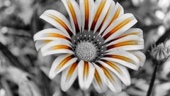 Flowers selective coloring