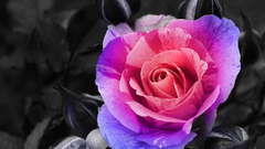 Flowers selective coloring