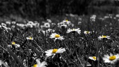 Flowers selective coloring