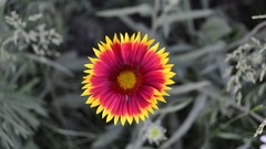 Flowers selective coloring