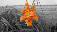 Flowers selective coloring orange