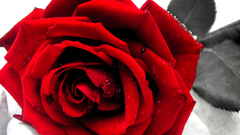 Flowers selective coloring roses