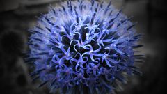 Flowers selective coloring Thistles