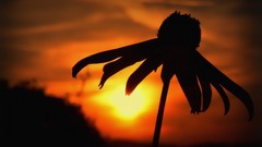 Flowers silhouettes sunset