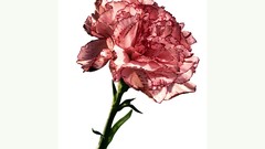 Flowers Simple Background