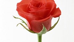 Flowers Simple Background